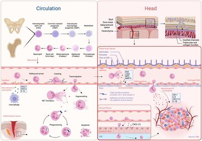 Neutrophils in glioma microenvironment: from immune function to immunotherapy
